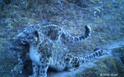 New photo shows more rare snow leopards in Gaurishankar Area